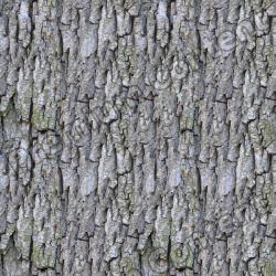 Seamless Tree Bark